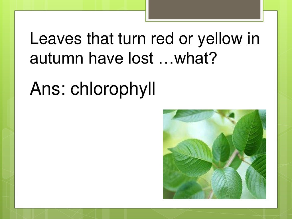 Science Trivia