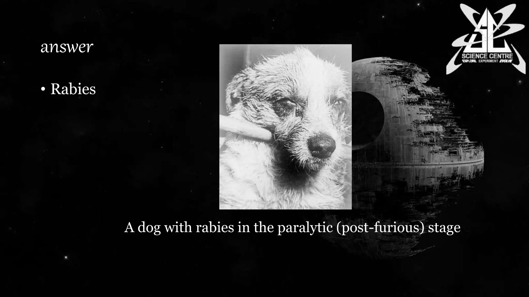 answer
• Rabies
A dog with rabies in the paralytic (post-furious) stage
 