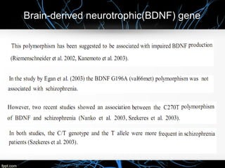 Brain-derived neurotrophic(BDNF) gene
 