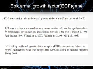 Epidermal growth factor(EGF)gene
 