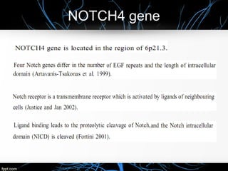 NOTCH4 gene
 