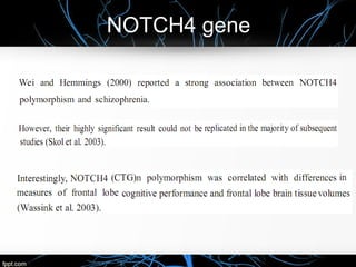 NOTCH4 gene
 