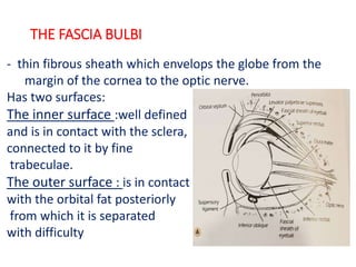 THE FASCIA BULBI
- thin fibrous sheath which envelops the globe from the
margin of the cornea to the optic nerve.
Has two surfaces:
The inner surface :well defined
and is in contact with the sclera,
connected to it by fine
trabeculae.
The outer surface : is in contact
with the orbital fat posteriorly
from which it is separated
with difficulty
 