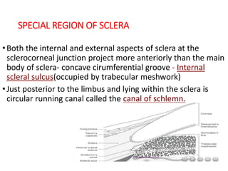 SPECIAL REGION OF SCLERA
•Both the internal and external aspects of sclera at the
sclerocorneal junction project more anteriorly than the main
body of sclera- concave cirumferential groove - Internal
scleral sulcus(occupied by trabecular meshwork)
•Just posterior to the limbus and lying within the sclera is
circular running canal called the canal of schlemn.
 