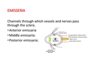 EMISSERIA
Channels through which vessels and nerves pass
through the sclera.
•Anterior emissaria
•Middle emissaria:
•Posterior emissaria:
 