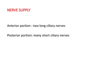 NERVE SUPPLY
Anterior portion : two long ciliary nerves
Posterior portion: many short ciliary nerves
 