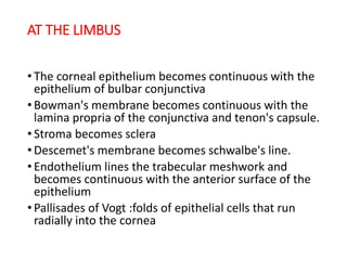 AT THE LIMBUS
• The corneal epithelium becomes continuous with the
epithelium of bulbar conjunctiva
• Bowman's membrane becomes continuous with the
lamina propria of the conjunctiva and tenon's capsule.
• Stroma becomes sclera
• Descemet's membrane becomes schwalbe's line.
• Endothelium lines the trabecular meshwork and
becomes continuous with the anterior surface of the
epithelium
• Pallisades of Vogt :folds of epithelial cells that run
radially into the cornea
 