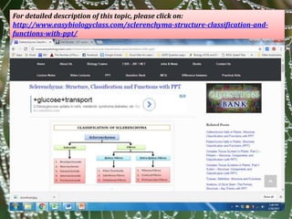 For detailed description of this topic, please click on:
http://www.easybiologyclass.com/sclerenchyma-structure-classification-and-
functions-with-ppt/
 