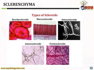 Sclerenchyma-Structure-and-Classification-PPT-by-Easybiologyclass.pptx