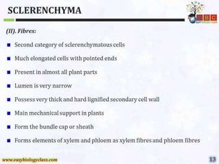 Sclerenchyma-Structure-and-Classification-PPT-by-Easybiologyclass.pptx