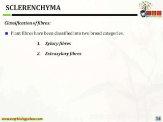 Sclerenchyma-Structure-and-Classification-PPT-by-Easybiologyclass.pptx