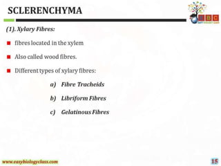 Sclerenchyma-Structure-and-Classification-PPT-by-Easybiologyclass.pptx
