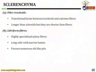Sclerenchyma-Structure-and-Classification-PPT-by-Easybiologyclass.pptx