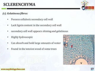 Sclerenchyma-Structure-and-Classification-PPT-by-Easybiologyclass.pptx