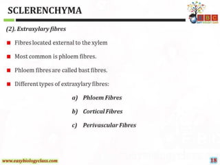 Sclerenchyma-Structure-and-Classification-PPT-by-Easybiologyclass.pptx