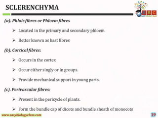Sclerenchyma-Structure-and-Classification-PPT-by-Easybiologyclass.pptx