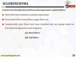 Sclerenchyma-Structure-and-Classification-PPT-by-Easybiologyclass.pptx