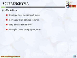 Sclerenchyma-Structure-and-Classification-PPT-by-Easybiologyclass.pptx
