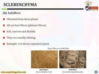 Sclerenchyma-Structure-and-Classification-PPT-by-Easybiologyclass.pptx