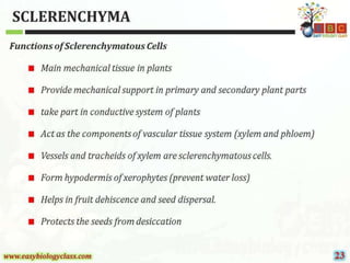 Sclerenchyma-Structure-and-Classification-PPT-by-Easybiologyclass.pptx