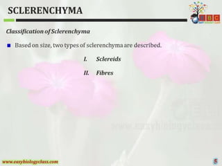 Sclerenchyma-Structure-and-Classification-PPT-by-Easybiologyclass.pptx
