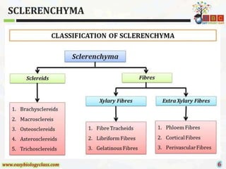 Sclerenchyma-Structure-and-Classification-PPT-by-Easybiologyclass.pptx