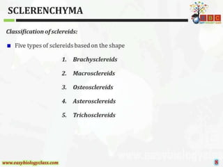 Sclerenchyma-Structure-and-Classification-PPT-by-Easybiologyclass.pptx