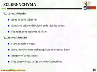 Sclerenchyma-Structure-and-Classification-PPT-by-Easybiologyclass.pptx