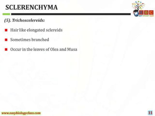 Sclerenchyma-Structure-and-Classification-PPT-by-Easybiologyclass.pptx