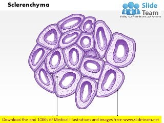 Sclerenchyma
 