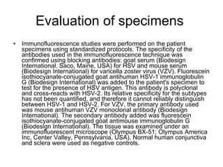 Evaluation of specimens  Immunofluorescence studies were performed on the patient specimens using standardized protocols. The specificity of the antibodies used in the immunofluorescence technique was confirmed using blocking antibodies: goat serum (Biodesign International, Saco, Maine, USA) for HSV and mouse serum (Biodesign International) for varicella zoster virus (VZV). Fluorescein isothiocyanate-conjugated goat antihuman HSV-1 immunoglobulin G (Biodesign International) was added to the patient's specimen to test for the presence of HSV antigen. This antibody is polyclonal and cross-reacts with HSV-2. Its relative specificity for the subtypes has not been quantified, and therefore it cannot reliably distinguish between HSV-1 and HSV-2. For VZV, the primary antibody used was mouse antihuman VZV monoclonal antibody (Biodesign International). The secondary antibody added was fluorescein isothiocyanate-conjugated goat antimouse immunoglobulin G (Biodesign International). The tissue was examined under an immunofluorescent microscope (Olympus BX-51; Olympus America Inc, Center Valley, Pennsylvania, USA). Normal human conjunctiva and sclera were used as negative controls. 