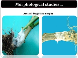 Sclerotium rolfsii | PPT