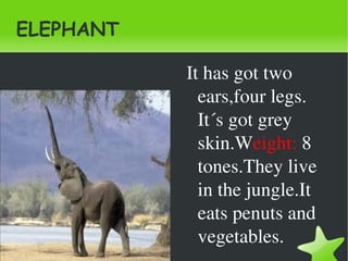 ELEPHANT ,[object Object]