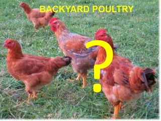BACKYARD POULTRY 
21  