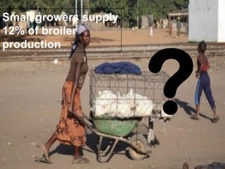 Small growers supply 12% of broiler production 
29  