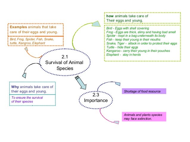 Sc mind map year 5