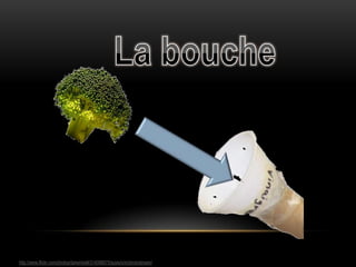 La bouchehttp://www.flickr.com/photos/darwinbell/314088675/sizes/s/in/photostream/