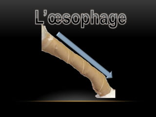 L’œsophage
