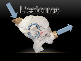 L’estomac