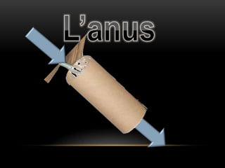 L’anus