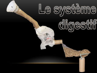 Lesystème digestif