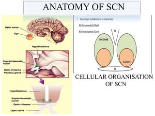 SCN ( supra chiasmatic nucleus) | PPTX