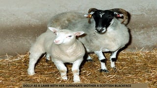 DOLLY AS A LAMB WITH HER SURROGATE MOTHER A SCOTTISH BLACKFACE
 