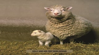 DOLLY AND HER FIRST BORN BONNIE
 