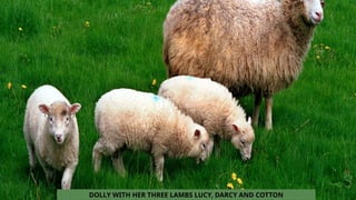 DOLLY WITH HER THREE LAMBS LUCY, DARCY AND COTTON
 