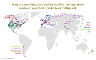 There are more than 3,200 publicly-available tree-ring records 
Pinus 
Picea 
Quercus 
Pseudotsuga 
Larix 
Nothofagus 
Austrocedris 
Phyllocladus 
Agathis 
Source: St. George, PAGES News, 2014 
(and many more held by individual investigators). 
 