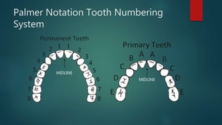 Palmer Notation Tooth Numbering
System
MIDLINE
MIDLINE
 