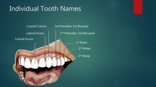 Individual Tooth Names
Central Incisor
Lateral Incisor
Cuspid/ Canine 1st Premolar/ 1st Bicuspid
2nd Premolar/ 2nd Bicuspid
1st Molar
2nd Molar
3rd Molar
 