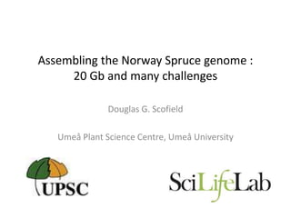 Assembling the Norway Spruce genome :
     20 Gb and many challenges

               Douglas G. Scofield

   Umeå Plant Science Centre, Umeå University
 
