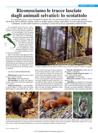 Scoiattolo Sul Recinto Del Giardino Immagine Stock - Immagine di noce